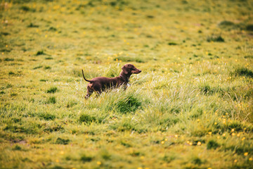 Chocolate brown sausage dog dachshund playing outside