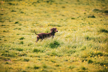 Chocolate brown sausage dog dachshund playing outside