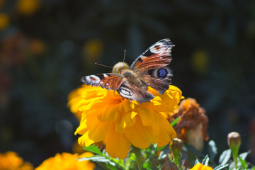 Butterfly on a yellow flower in park.