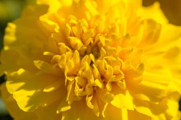 Closeup photo of a marigold flower.