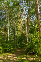 Road in woods among trees on a sunny day.