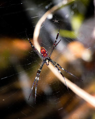 Spider on the web, Katherine, Australia