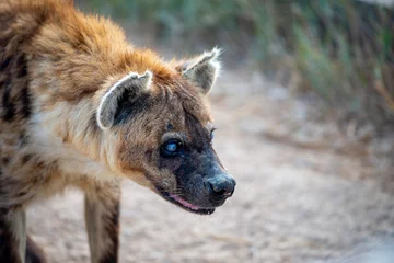 Fotobehang Hyena hyena in serengeti national park tanzania africa