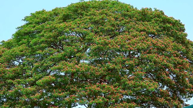 huge of flower on trees and blue sky background