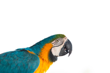 blue and yellow macaw isolated