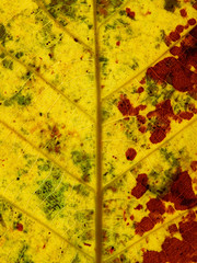 vein of colorful autumn leaf texture
