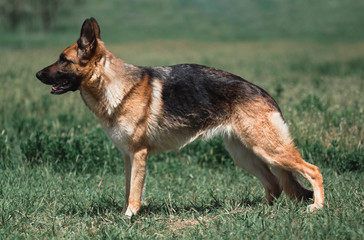 Stand German shepherd, adult German shepherd in full growth.