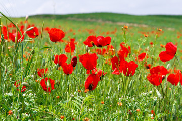 Red poppies. Grassy wild flowers growing on a background of green grass. Natural background.