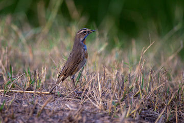 Bluethroat bird standing on a log, the neck has an orange stripe, blue stripe and alternating black stripes down to the chest with the background is a field.