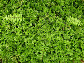 Spike Moss ( Selaginella wallichii ), green fern texture © srckomkrit