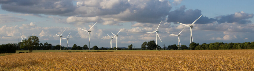 Panoramic view of a wind farm in a corn field 