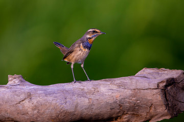 Bluethroat bird standing on a log, the neck has an orange stripe, blue stripe and alternating black stripes down to the chest with the background is a field.