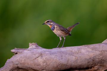Bluethroat bird standing on a log, the neck has an orange stripe, blue stripe and alternating black stripes down to the chest with the background is a field.