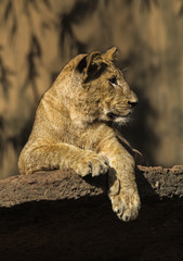 Fototapeta na wymiar lion cub in the zoo