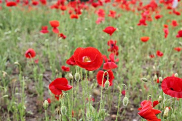 한국 경기도 시흥시 시흥생태공원 입니다