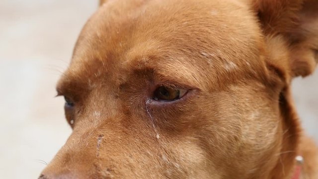 A Brown dog is crying.