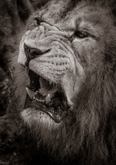portrait of a male lion