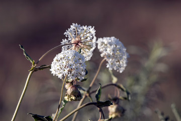 Fototapeta premium Sweet Sand Verbena or Cottonball blooms in the high desert of New Mexico in spring
