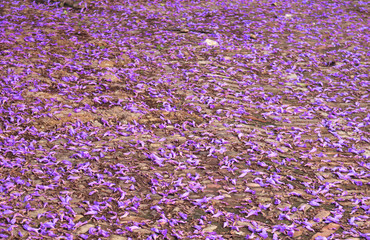 purple and violet petals of tree flowers of jacaranda on the ground surface in spring - background...