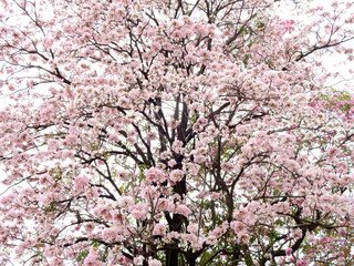 Naklejka premium Pink trumpet tree (Tabebuia rosea), The beauty of pink flowers that are blooming in the winter