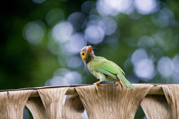 green bird on a branch