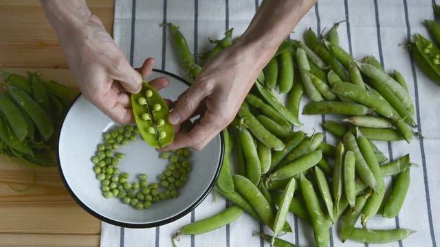 mans hand taking fresh ripe green pea bean from heap on striped napkin, shelling, putting peas into metal bowl pod husk on wood table, top view of closeup full hd stock video footage in real time