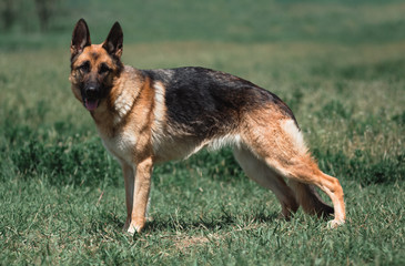 Stand German shepherd, adult German shepherd in full growth.