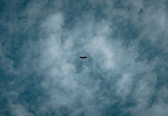 Águila en libertad cazando en las montañas de los alpes. Cielo azul día despejado con nubes en el cielo.