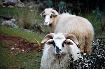 white goat on the farm. Two rams on a small croatian firm