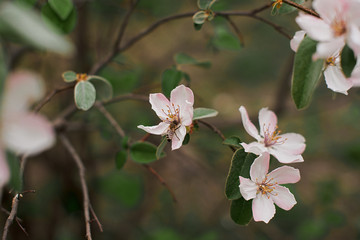 Fototapeta na wymiar Flowering quince tree