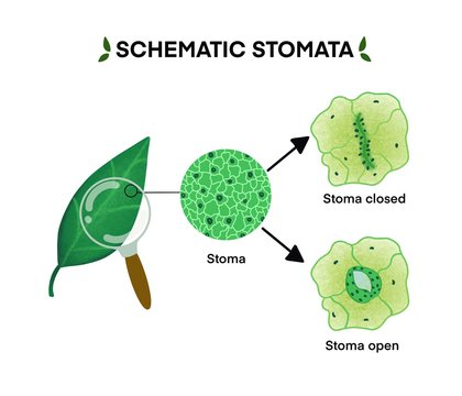 Stomata Images – Browse 2,469 Stock Photos, Vectors, and Video | Adobe Stock