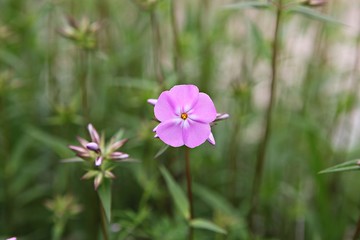 Fototapeta premium 한국 경기도 시흥시 시흥생태공원 입니다