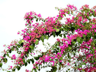 Pink Bougainvillea flower in the garden
