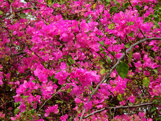 Fototapeta premium Pink Bougainvillea flower in the garden