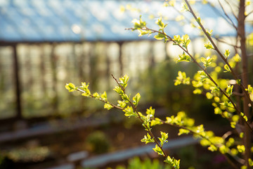 Green branches with fresh leaves on the background of a glass greenhouse, spring garden, vegetable garden, Sunn