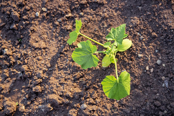 A small green sprout grows in the garden, seedlings in the ground, a zucchini leaf in the garden, close-up