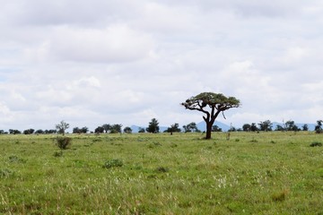Naklejka premium Trees in the forest, Aberdare Ranges, Kenya