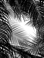 black and white palm leaf of mountain date palm ( Phoenix loureiri ) silhouette on white background