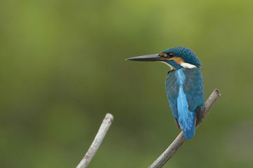 Common Kingfisher