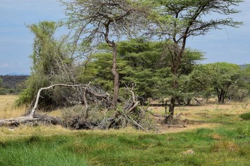 Interwined trees in the forest, Samburu National Park, Kenya