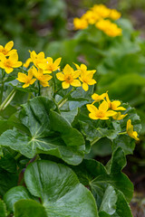 Yellow Marsh Flowers