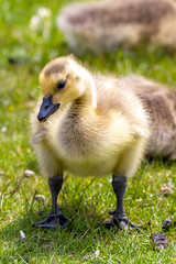 Obraz premium Young Goose