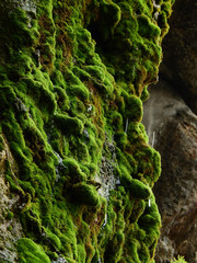 green moss on stone in waterfall