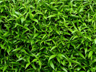 green leaf bush texture