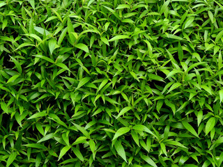 Naklejka premium green leaf bush texture