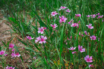 Wildflowers, Pink Flowers in the Garden
