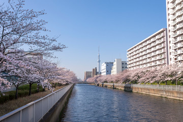 Obraz na płótnie Canvas 大横川に咲く満開の桜（東京都江東区）