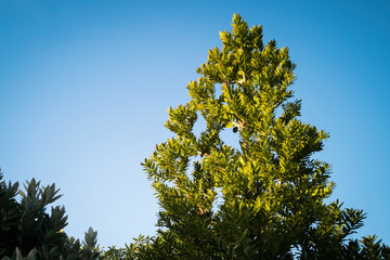 View of small kauri tree with blue sky in background