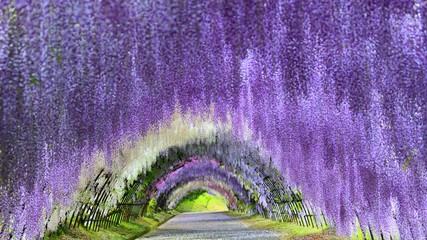 Arched Walkway With Flowers In Foreground