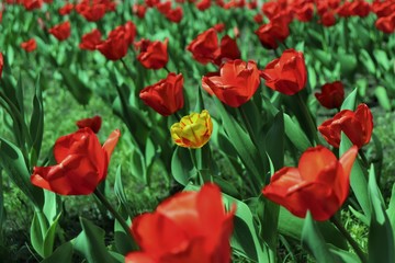 Many red tulips among which one is yellow.